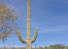 Sonoran Desert Museum